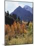 California, Sierra Nevada, Autumn Aspens in the Mcgee Creak Area-Christopher Talbot Frank-Mounted Photographic Print