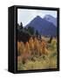 California, Sierra Nevada, Autumn Aspens in the Mcgee Creak Area-Christopher Talbot Frank-Framed Stretched Canvas