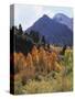 California, Sierra Nevada, Autumn Aspens in the Mcgee Creak Area-Christopher Talbot Frank-Stretched Canvas