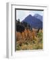 California, Sierra Nevada, Autumn Aspens in the Mcgee Creak Area-Christopher Talbot Frank-Framed Photographic Print