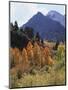 California, Sierra Nevada, Autumn Aspens in the Mcgee Creak Area-Christopher Talbot Frank-Mounted Photographic Print