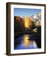 California, Sierra Nevada, Autumn Aspens Reflecting in Bishop Creek-Christopher Talbot Frank-Framed Photographic Print