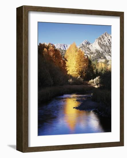 California, Sierra Nevada, Autumn Aspens Reflecting in Bishop Creek-Christopher Talbot Frank-Framed Photographic Print