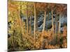 California, Sierra Nevada, Autumn Colors of Aspen Trees in Inyo NF-Christopher Talbot Frank-Mounted Photographic Print