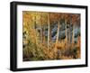 California, Sierra Nevada, Autumn Colors of Aspen Trees in Inyo NF-Christopher Talbot Frank-Framed Photographic Print