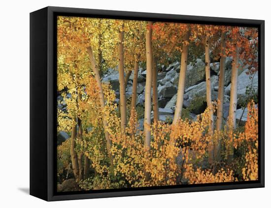 California, Sierra Nevada, Autumn Colors of Aspen Trees in Inyo NF-Christopher Talbot Frank-Framed Stretched Canvas