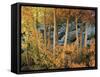 California, Sierra Nevada, Autumn Colors of Aspen Trees in Inyo NF-Christopher Talbot Frank-Framed Stretched Canvas