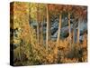 California, Sierra Nevada, Autumn Colors of Aspen Trees in Inyo NF-Christopher Talbot Frank-Stretched Canvas