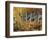 California, Sierra Nevada, Autumn Colors of Aspen Trees in Inyo NF-Christopher Talbot Frank-Framed Photographic Print