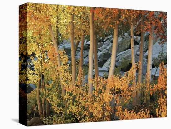 California, Sierra Nevada, Autumn Colors of Aspen Trees in Inyo NF-Christopher Talbot Frank-Stretched Canvas