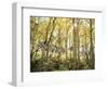 California, Sierra Nevada, Autumn Colors of Aspen Trees in the Forest-Christopher Talbot Frank-Framed Photographic Print