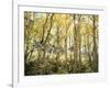 California, Sierra Nevada, Autumn Colors of Aspen Trees in the Forest-Christopher Talbot Frank-Framed Photographic Print