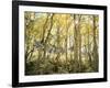 California, Sierra Nevada, Autumn Colors of Aspen Trees in the Forest-Christopher Talbot Frank-Framed Photographic Print