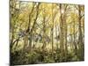 California, Sierra Nevada, Autumn Colors of Aspen Trees in the Forest-Christopher Talbot Frank-Mounted Photographic Print