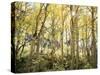 California, Sierra Nevada, Autumn Colors of Aspen Trees in the Forest-Christopher Talbot Frank-Stretched Canvas