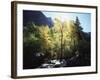 California, Sierra Nevada, Fall Colors of Cottonwood Trees on a Creek-Christopher Talbot Frank-Framed Photographic Print