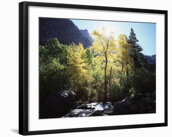 California, Sierra Nevada, Fall Colors of Cottonwood Trees on a Creek-Christopher Talbot Frank-Framed Photographic Print