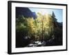 California, Sierra Nevada, Fall Colors of Cottonwood Trees on a Creek-Christopher Talbot Frank-Framed Photographic Print