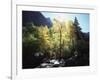 California, Sierra Nevada, Fall Colors of Cottonwood Trees on a Creek-Christopher Talbot Frank-Framed Photographic Print