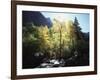 California, Sierra Nevada, Fall Colors of Cottonwood Trees on a Creek-Christopher Talbot Frank-Framed Photographic Print