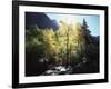 California, Sierra Nevada, Fall Colors of Cottonwood Trees on a Creek-Christopher Talbot Frank-Framed Photographic Print