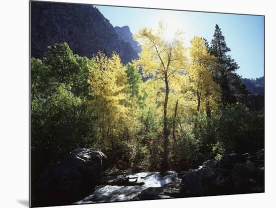 California, Sierra Nevada, Fall Colors of Cottonwood Trees on a Creek-Christopher Talbot Frank-Mounted Photographic Print