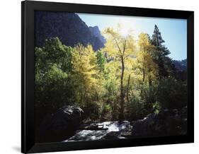 California, Sierra Nevada, Fall Colors of Cottonwood Trees on a Creek-Christopher Talbot Frank-Framed Photographic Print