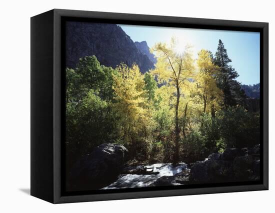 California, Sierra Nevada, Fall Colors of Cottonwood Trees on a Creek-Christopher Talbot Frank-Framed Stretched Canvas