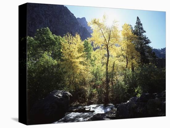 California, Sierra Nevada, Fall Colors of Cottonwood Trees on a Creek-Christopher Talbot Frank-Stretched Canvas