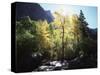 California, Sierra Nevada, Fall Colors of Cottonwood Trees on a Creek-Christopher Talbot Frank-Stretched Canvas