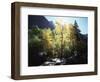 California, Sierra Nevada, Fall Colors of Cottonwood Trees on a Creek-Christopher Talbot Frank-Framed Photographic Print
