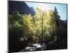 California, Sierra Nevada, Fall Colors of Cottonwood Trees on a Creek-Christopher Talbot Frank-Mounted Photographic Print