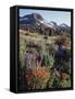 California, Sierra Nevada. Indian Paintbrush, Castilleja, and Lupine-Christopher Talbot Frank-Framed Stretched Canvas