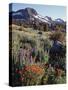 California, Sierra Nevada. Indian Paintbrush, Castilleja, and Lupine-Christopher Talbot Frank-Stretched Canvas