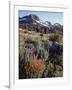 California, Sierra Nevada. Indian Paintbrush, Castilleja, and Lupine-Christopher Talbot Frank-Framed Photographic Print