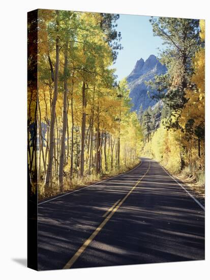California, Sierra Nevada, Inyo Nf, a Road Through Aspens-Christopher Talbot Frank-Stretched Canvas