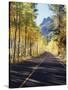 California, Sierra Nevada, Inyo Nf, a Road Through Aspens-Christopher Talbot Frank-Stretched Canvas