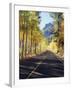 California, Sierra Nevada, Inyo Nf, a Road Through Aspens-Christopher Talbot Frank-Framed Premium Photographic Print