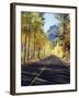 California, Sierra Nevada, Inyo Nf, a Road Through Aspens-Christopher Talbot Frank-Framed Photographic Print