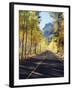 California, Sierra Nevada, Inyo Nf, a Road Through Aspens-Christopher Talbot Frank-Framed Photographic Print
