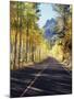 California, Sierra Nevada, Inyo Nf, a Road Through Aspens-Christopher Talbot Frank-Mounted Photographic Print