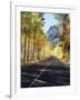 California, Sierra Nevada, Inyo Nf, a Road Through Aspens-Christopher Talbot Frank-Framed Photographic Print