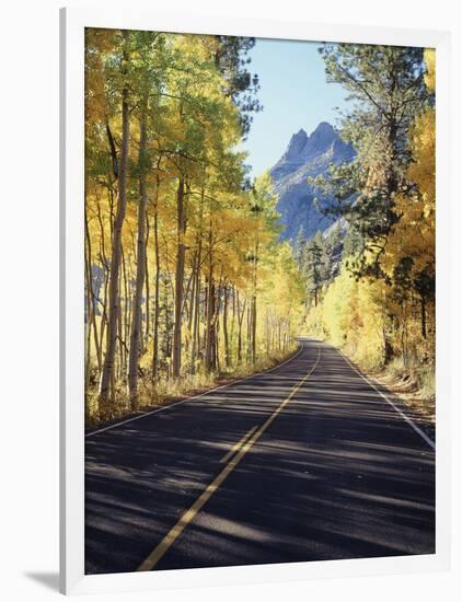 California, Sierra Nevada, Inyo Nf, a Road Through Aspens-Christopher Talbot Frank-Framed Photographic Print