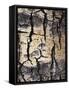 California, Sierra Nevada, Inyo Nf, Abstract of Aspen Tree Trunk-Christopher Talbot Frank-Framed Stretched Canvas