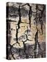 California, Sierra Nevada, Inyo Nf, Abstract of Aspen Tree Trunk-Christopher Talbot Frank-Stretched Canvas