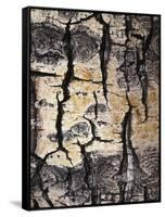 California, Sierra Nevada, Inyo Nf, Abstract of Aspen Tree Trunk-Christopher Talbot Frank-Framed Stretched Canvas
