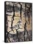 California, Sierra Nevada, Inyo Nf, Abstract of Aspen Tree Trunk-Christopher Talbot Frank-Framed Stretched Canvas