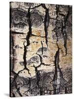 California, Sierra Nevada, Inyo Nf, Abstract of Aspen Tree Trunk-Christopher Talbot Frank-Stretched Canvas
