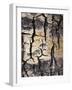 California, Sierra Nevada, Inyo Nf, Abstract of Aspen Tree Trunk-Christopher Talbot Frank-Framed Photographic Print