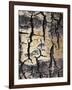 California, Sierra Nevada, Inyo Nf, Abstract of Aspen Tree Trunk-Christopher Talbot Frank-Framed Photographic Print